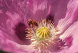 z-bee-poppy-1-web